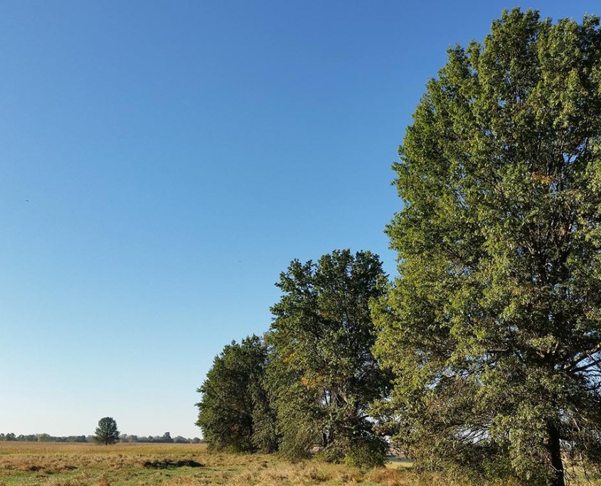 5 Acre Building Lots for Sale Rossville, Indiana Farm Real Estate for