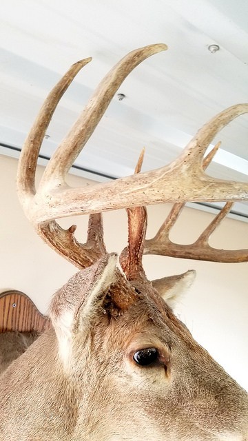 deer hunting land for sale Indiana Geswein Farm and Land