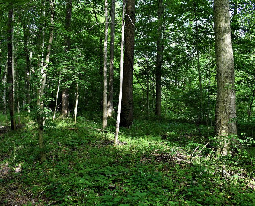 03. Nice timber throughout the property_wooded