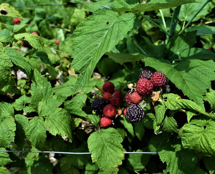 04. Raspberries, asparagus, and grapes on the property_real_estate