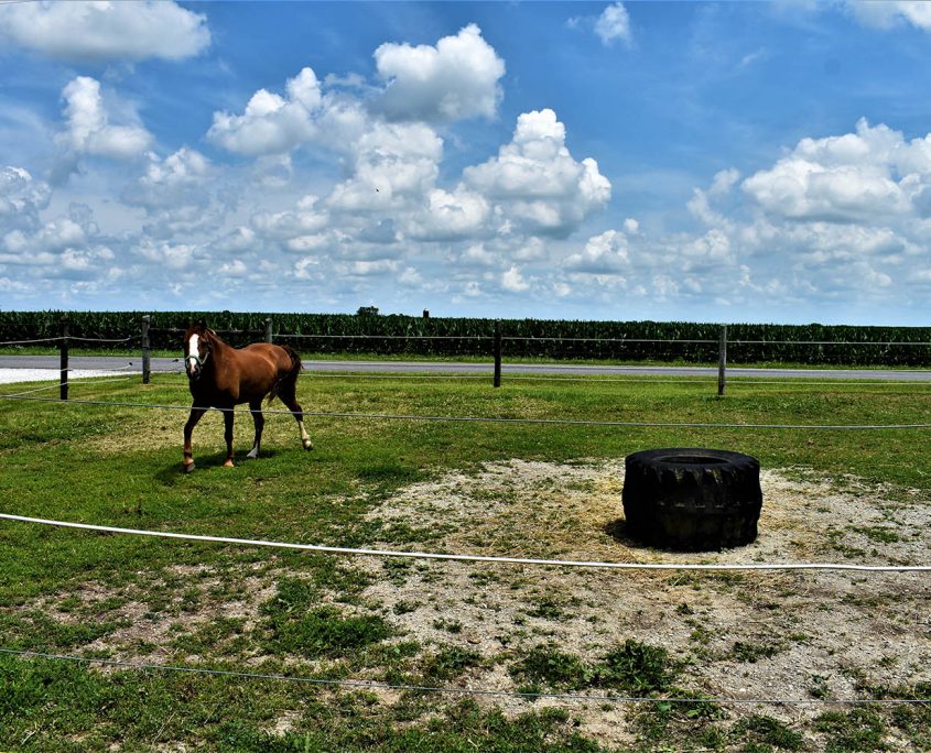 05. Plenty of room for livestock to include horses_real_estate