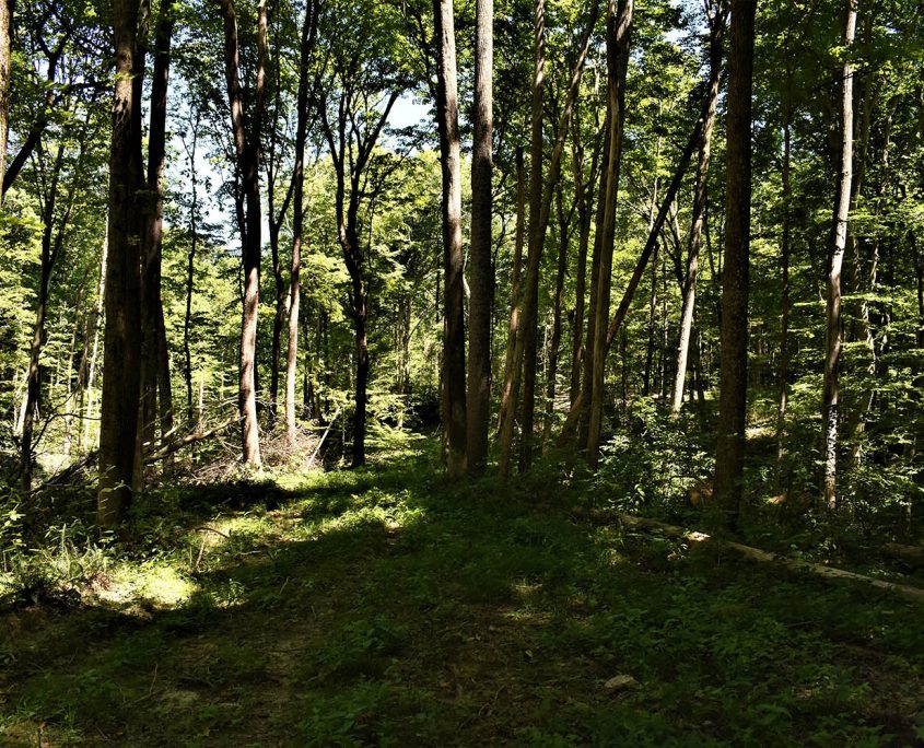 14_real_estate_land_values