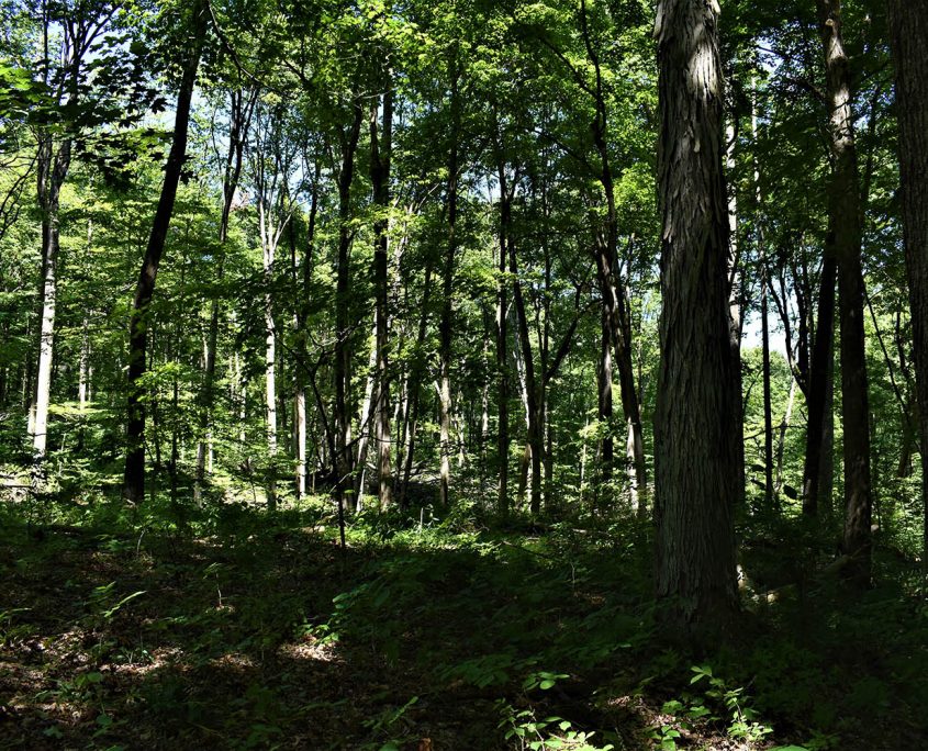 33_real_estate_land_values