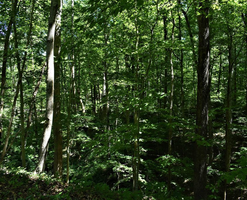 38_real_estate_land_values