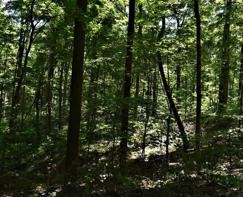 41_real_estate_land_values