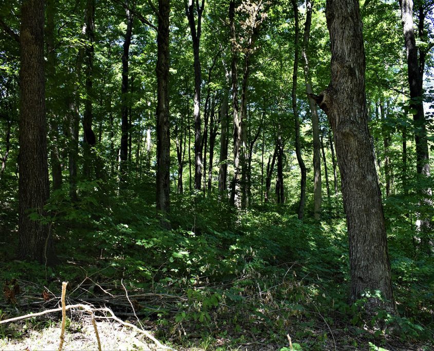 42_real_estate_land_values