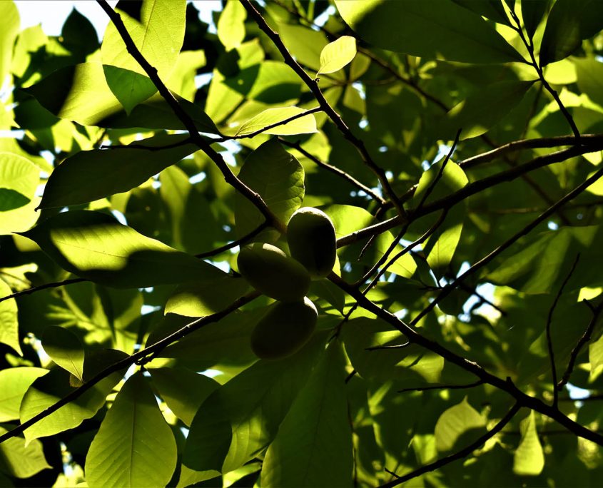 timber_property_owen_county_real_estate_land_values