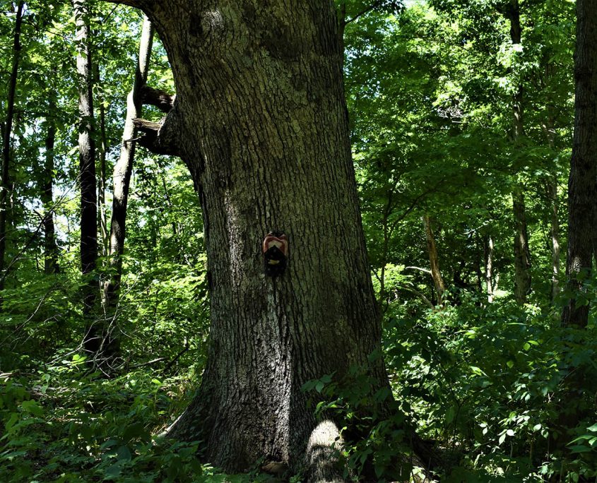 wooded_property_owen_county_real_estate_land_values