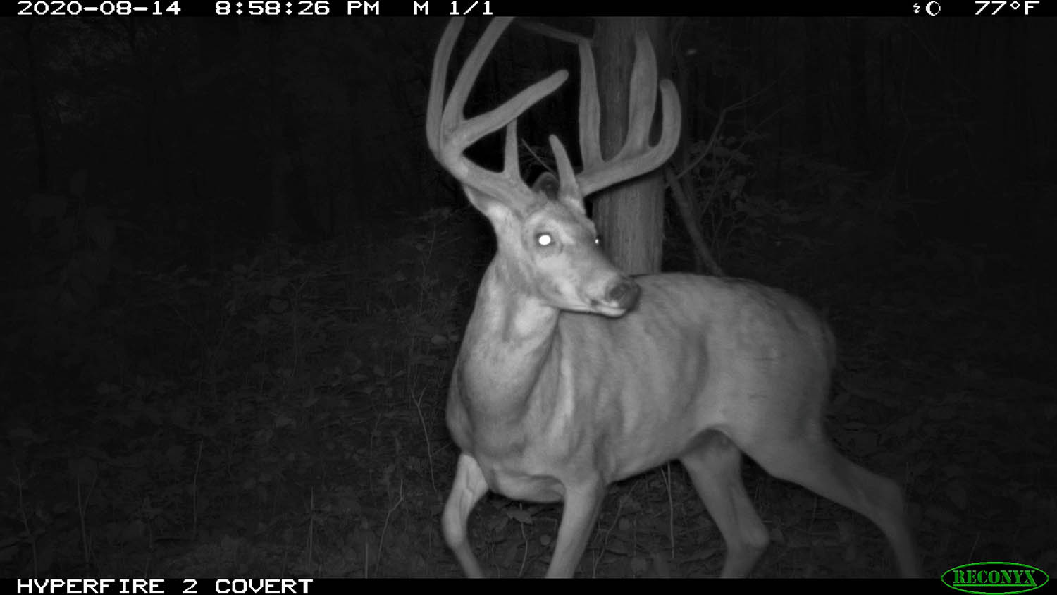 SOLD Fantastic Homesite w/ Hunting and Timber Potential in