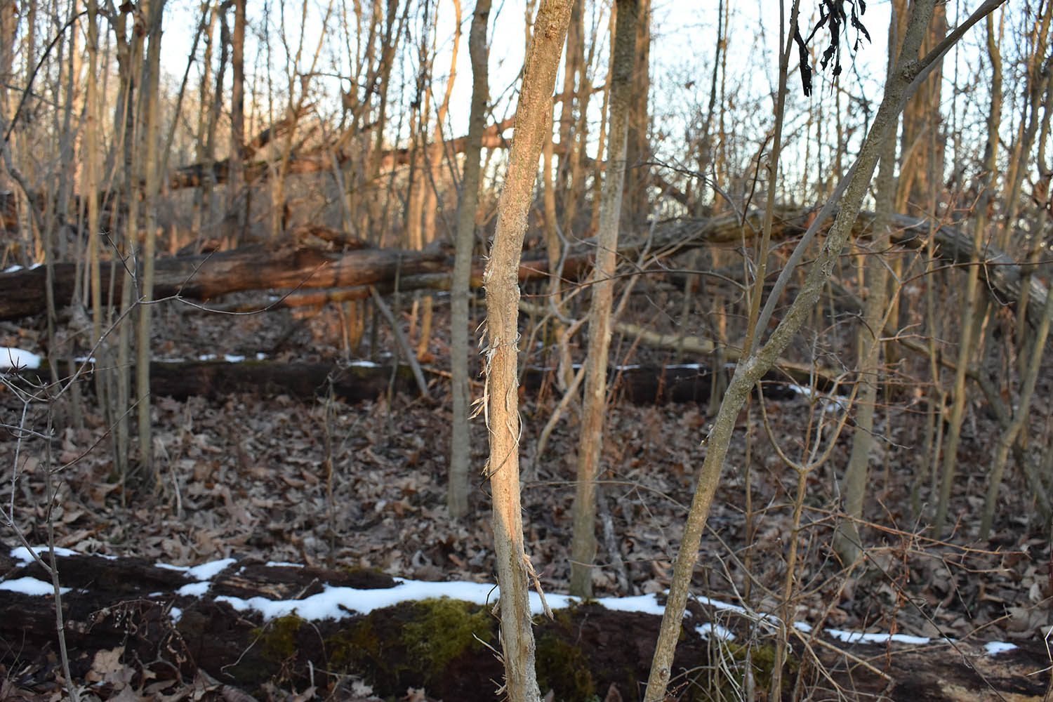 SOLD Great Farm Property With Hunting Opportunities in Blackford