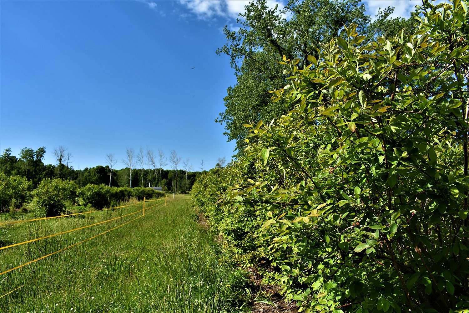SOLD Fantastic Blueberry Farm for Sale in LaPorte County Indiana Farm Real Estate for Sale