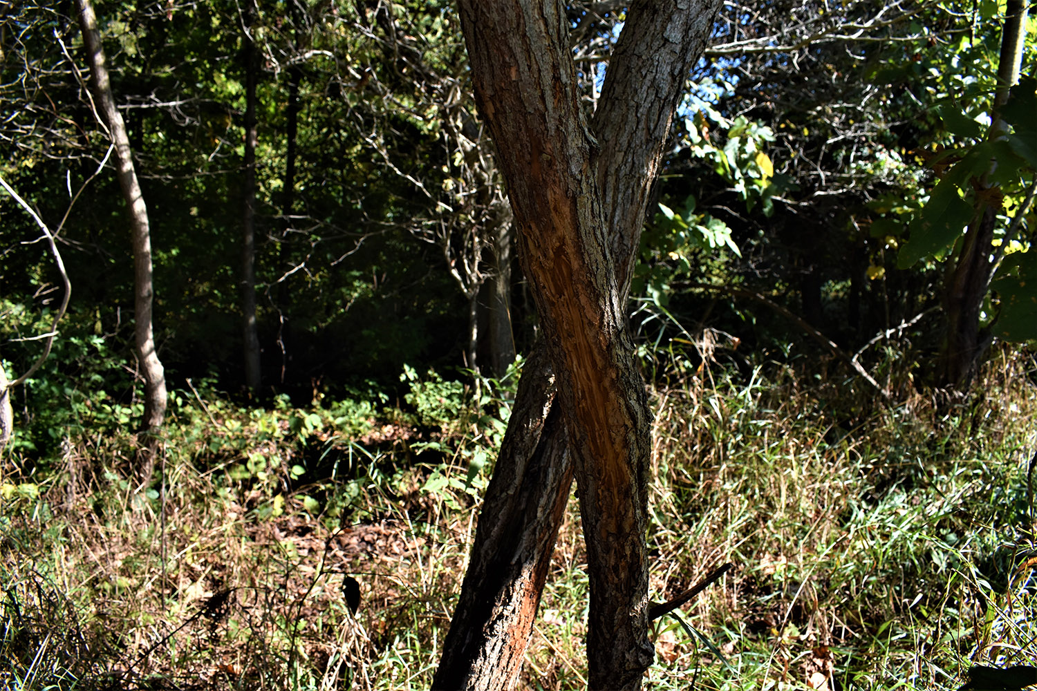 03 Great Hunting Property for Sale in Marshall Countymarshall_county_land_values