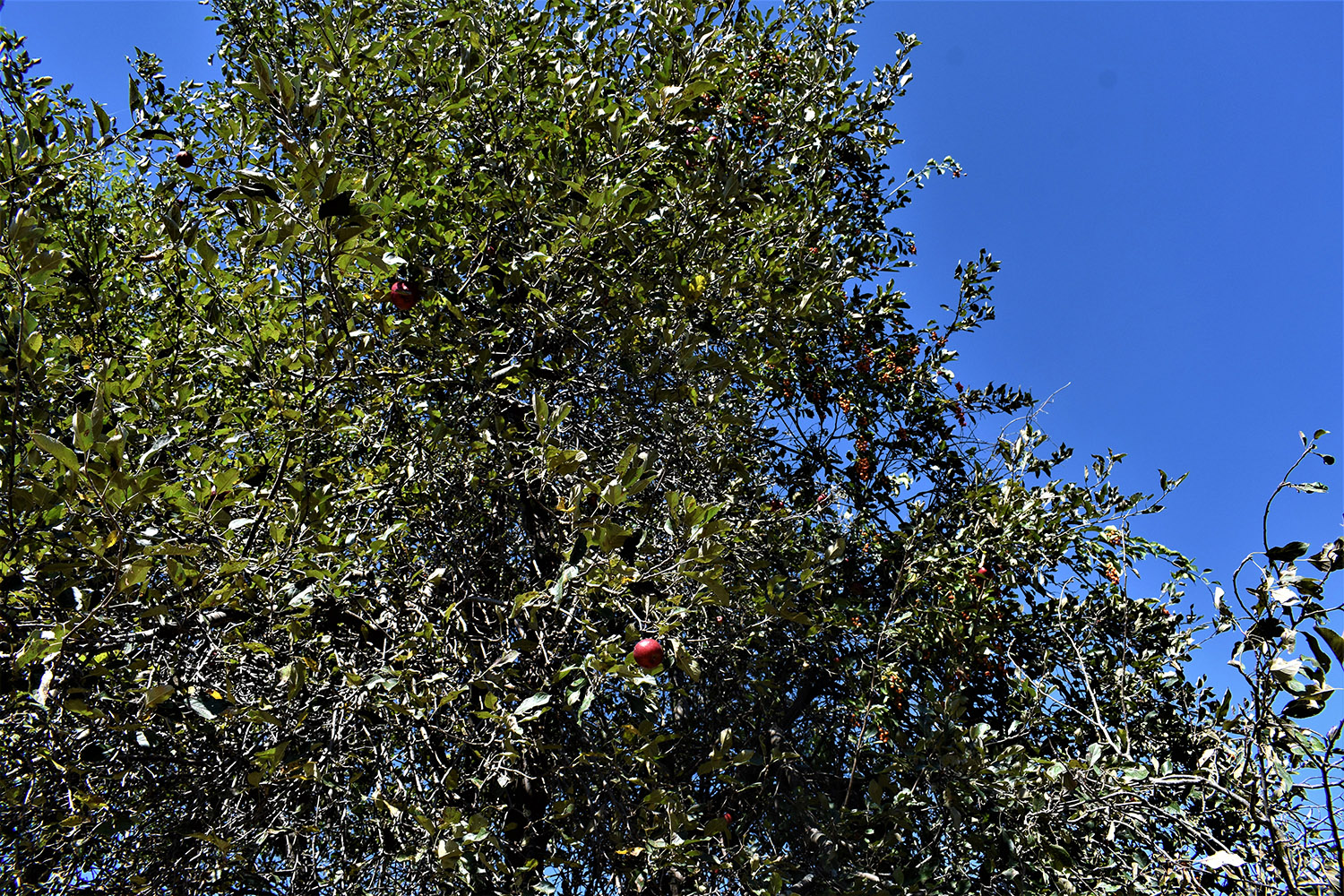 04 Apple tree in Marshall Countymarshall_county_land_for_sale