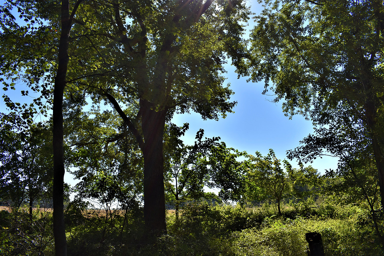 11 Mature timber in Indianamarshall_county_land_values