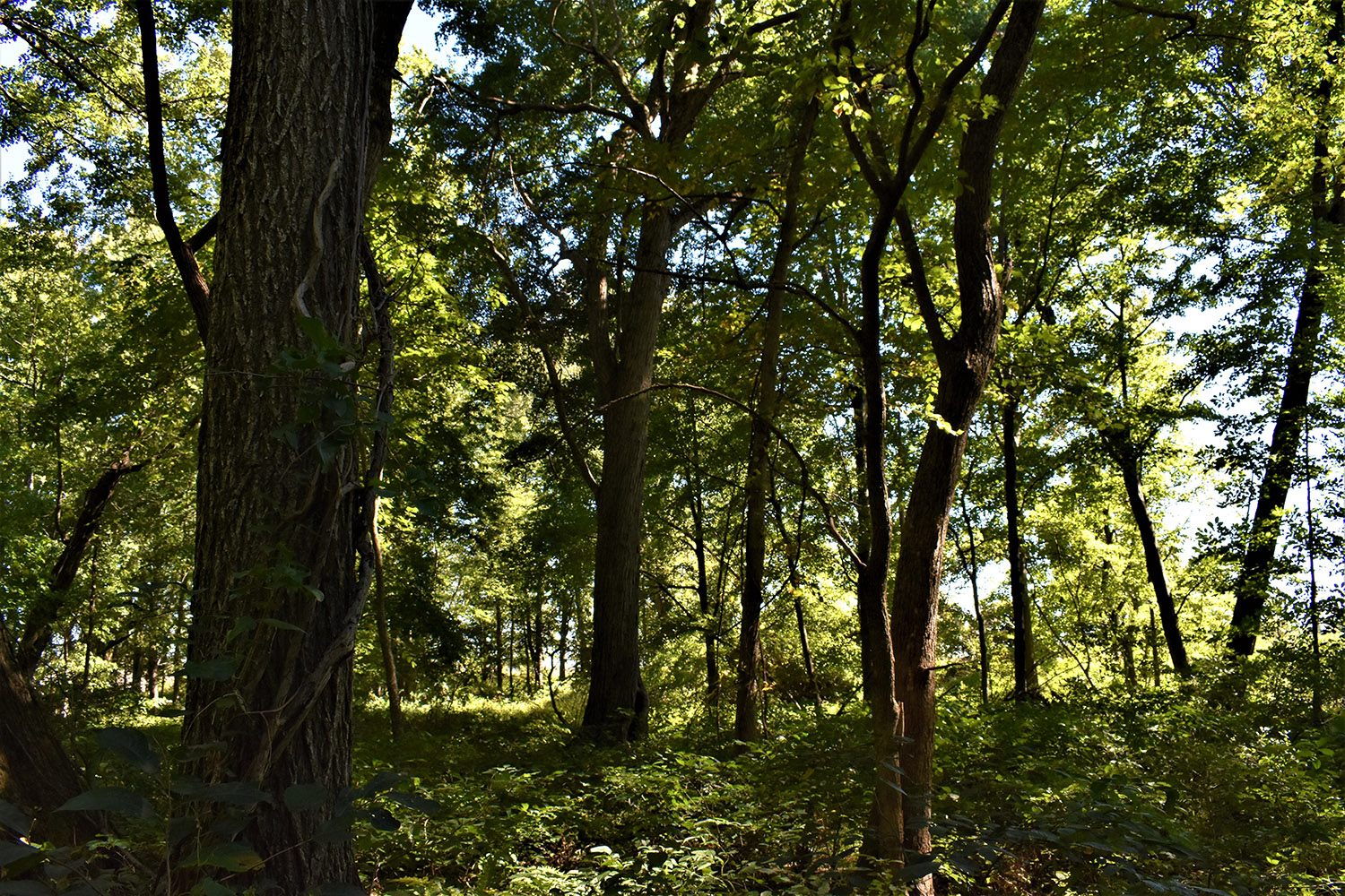 12marshall_county_land_values