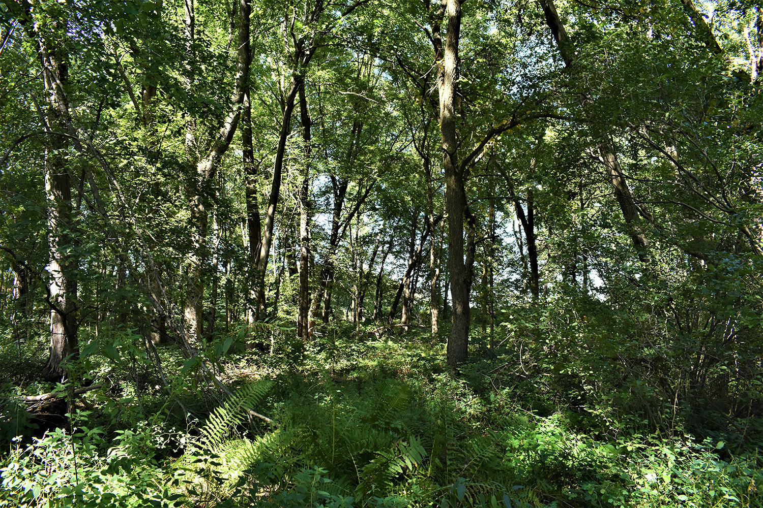 13marshall_county_land_values