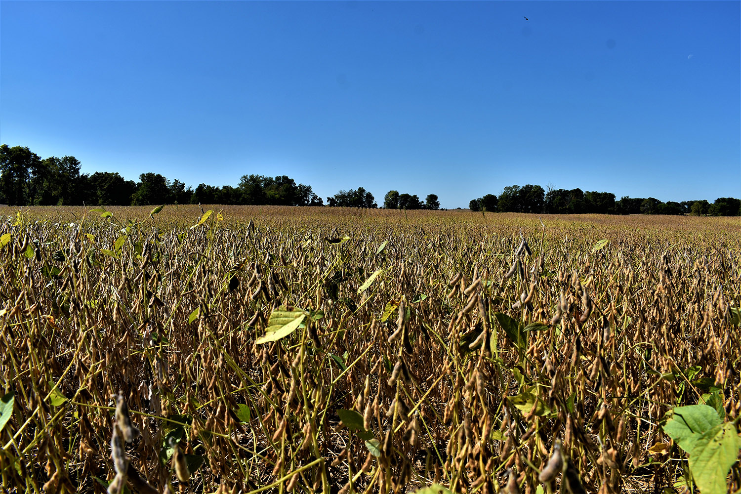 SOLD 30 Acres of Productive Farmland in Marshall County, Indiana