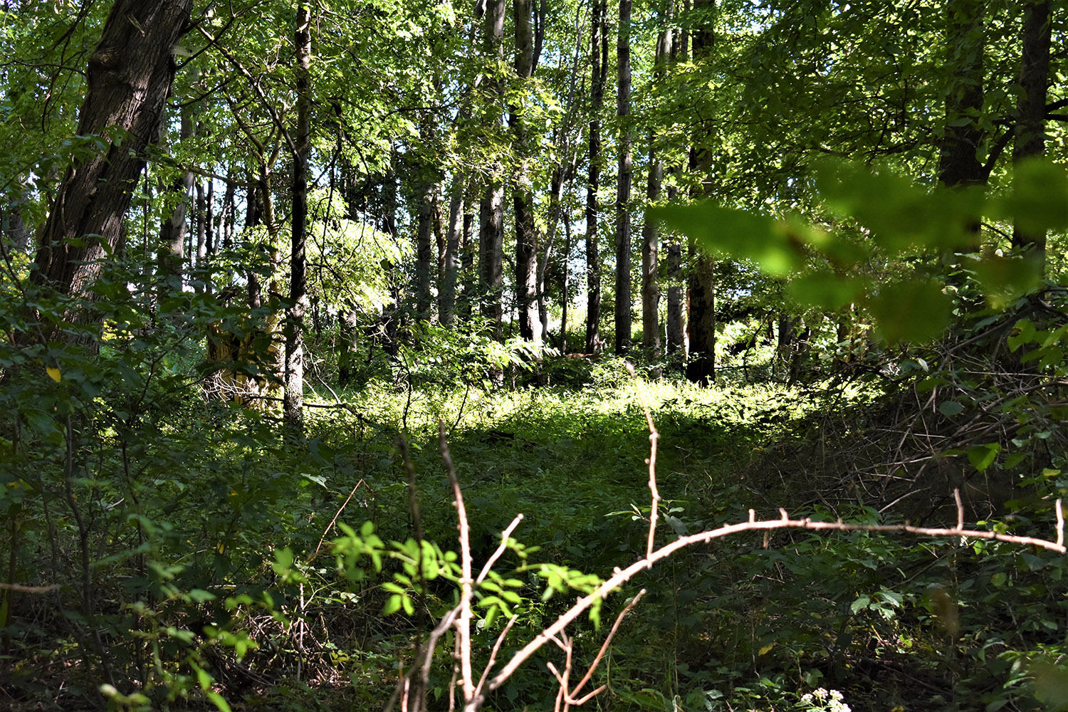 14marshall_county_land_values