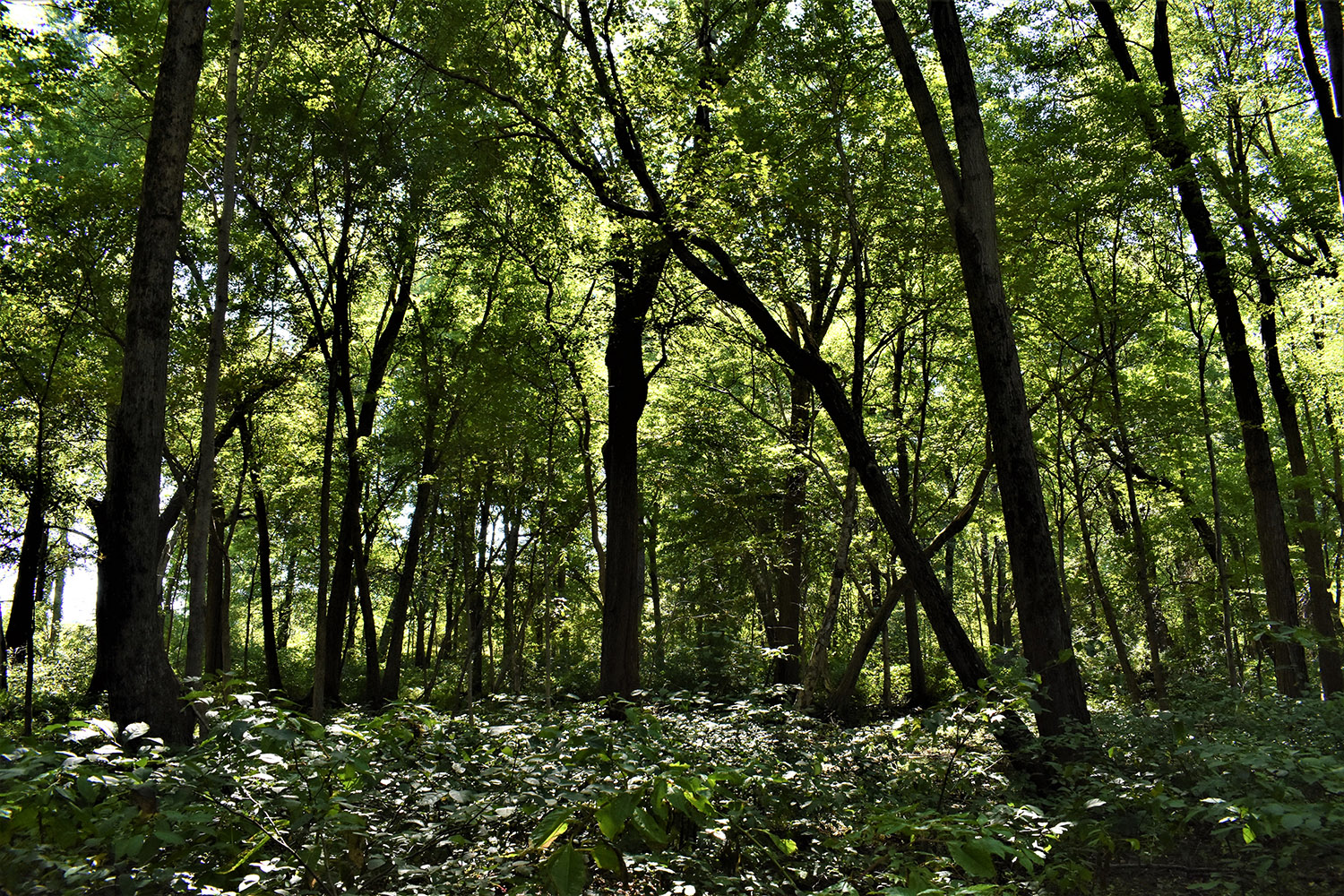 16marshall_county_land_values