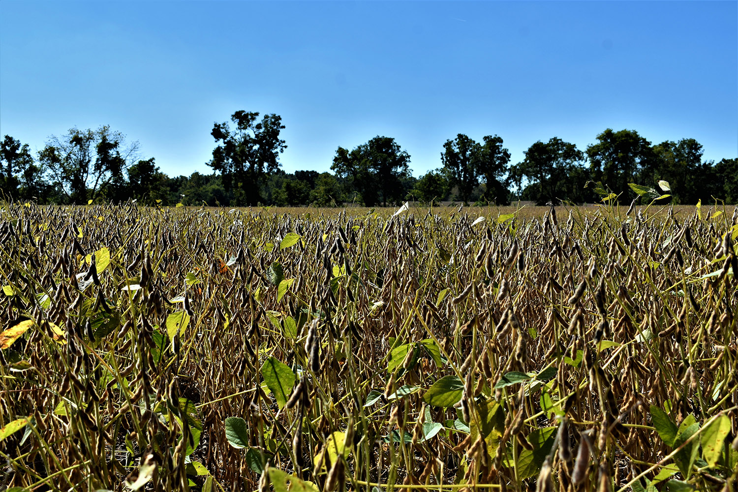 SOLD 30 Acres of Productive Farmland in Marshall County, Indiana