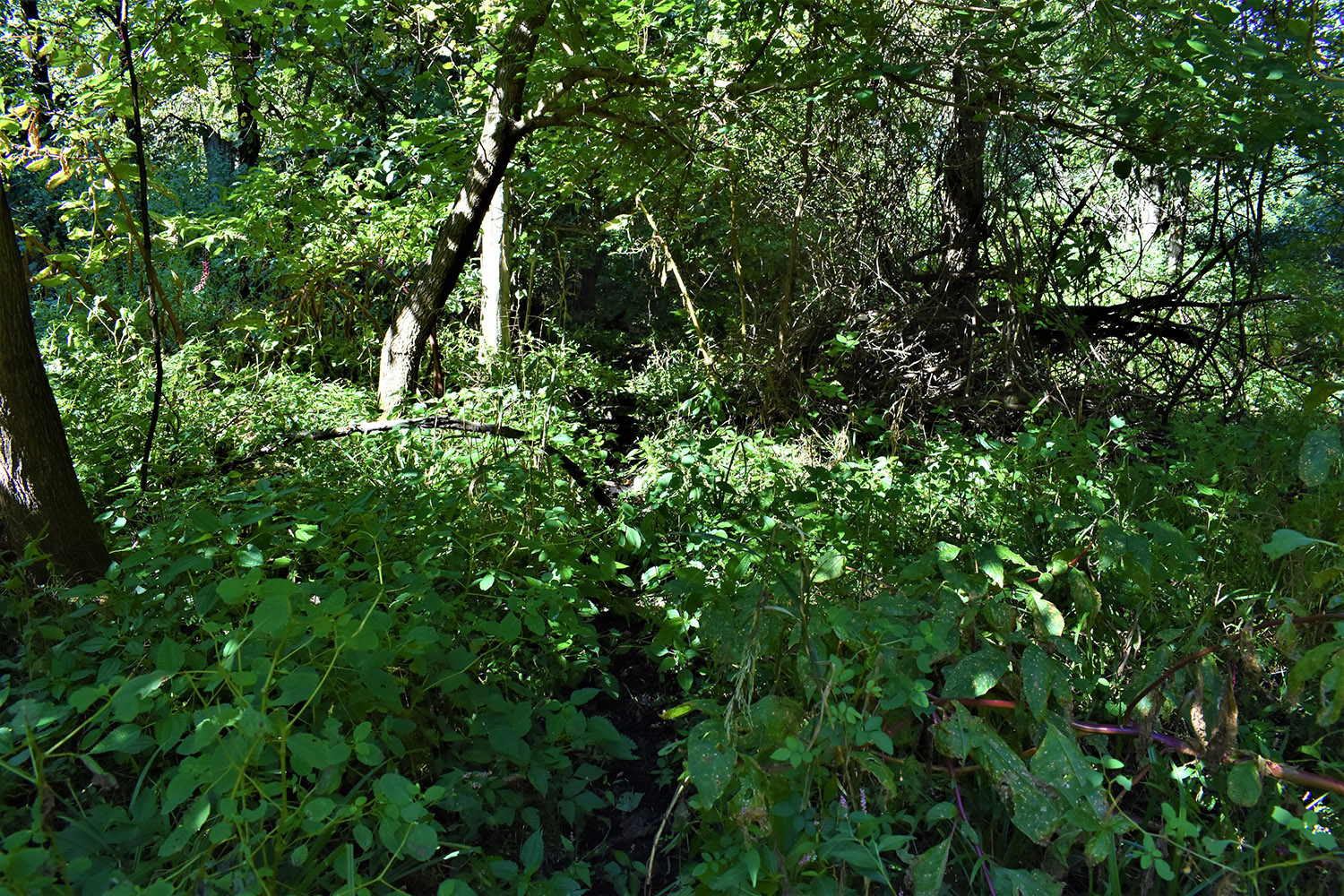 17marshall_county_land_values