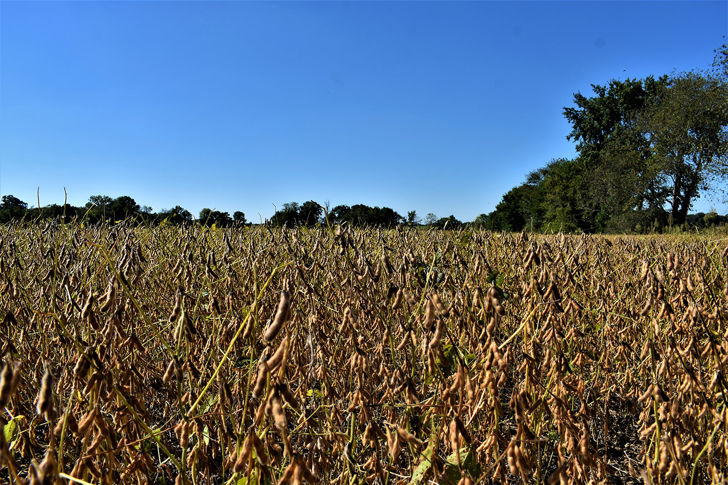 SOLD 30 Acres of Productive Farmland in Marshall County, Indiana