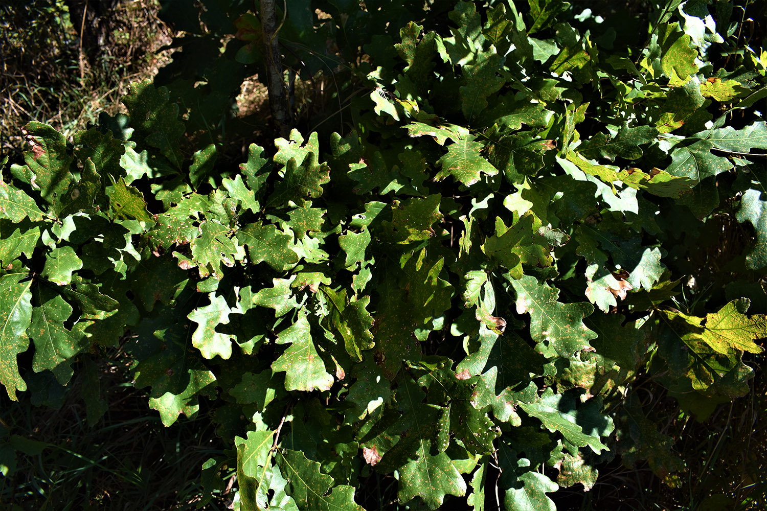 20marshall_county_land_values