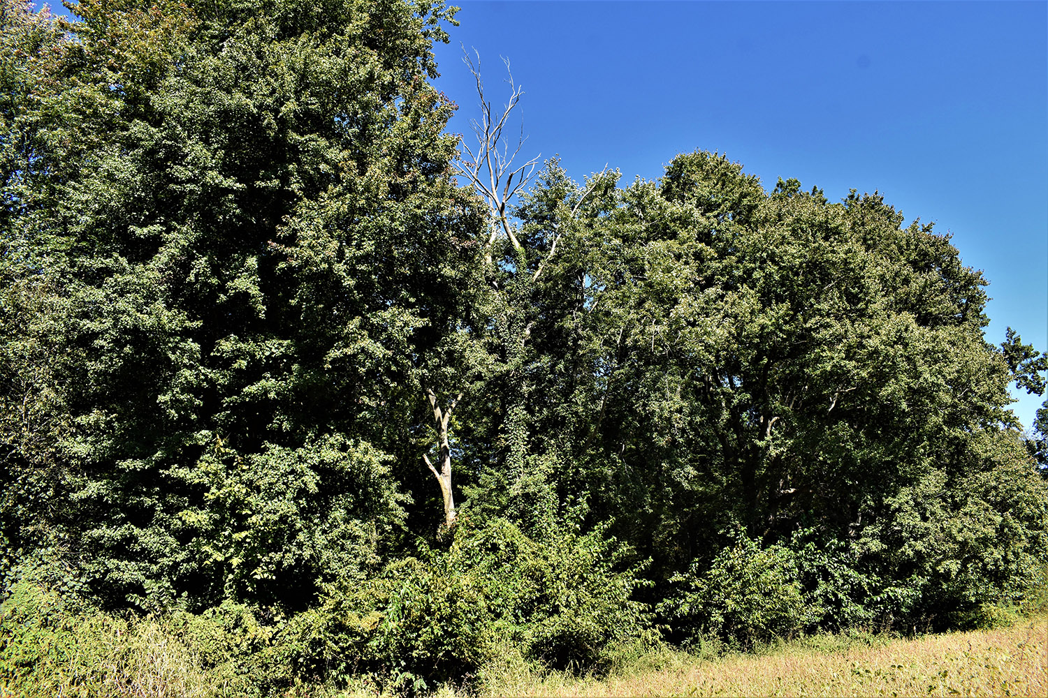 24marshall_county_land_values