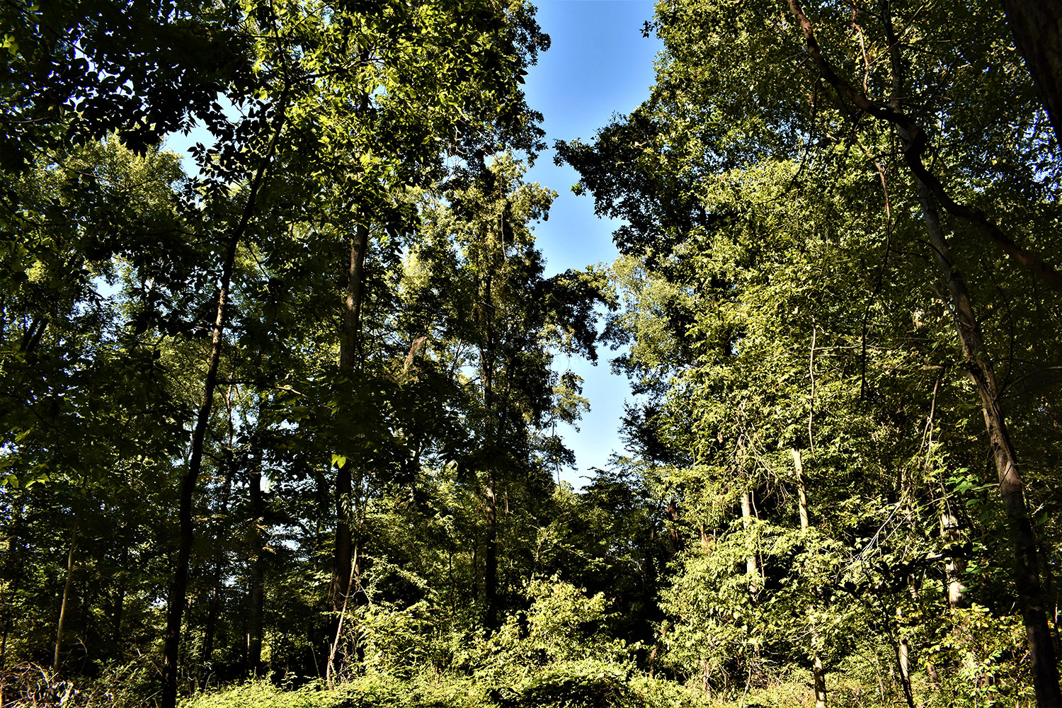 29marshall_county_land_values