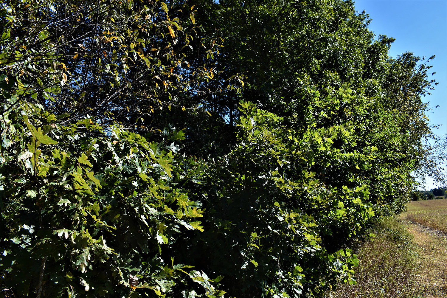 30marshall_county_land_values