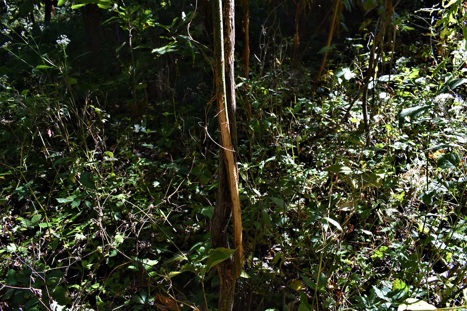 31marshall_county_land_values