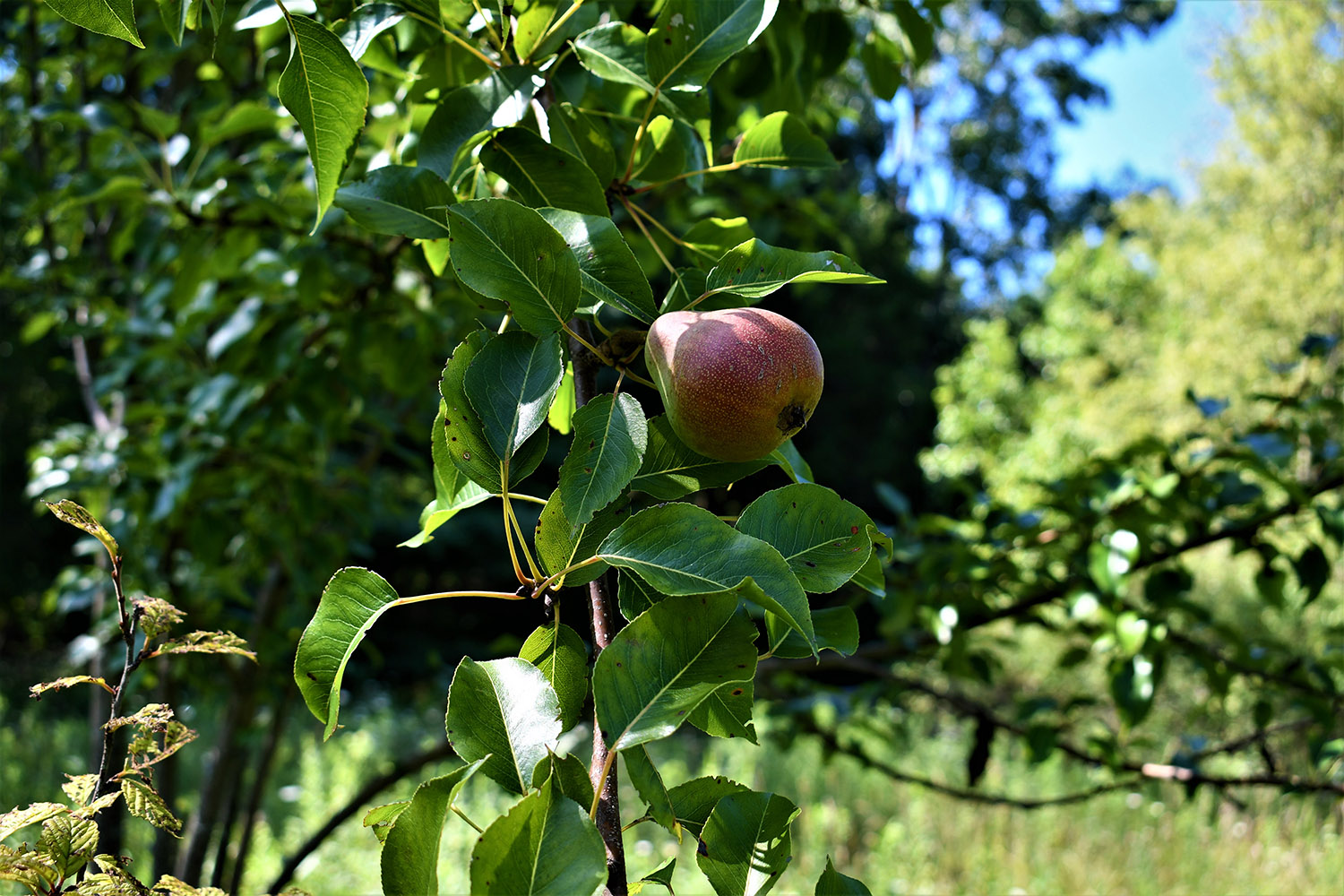 SOLD 18.75 +/ ACRES FOR SALE IN PULASKI COUNTY, INDIANA Farm Real Estate for Sale, Wooded