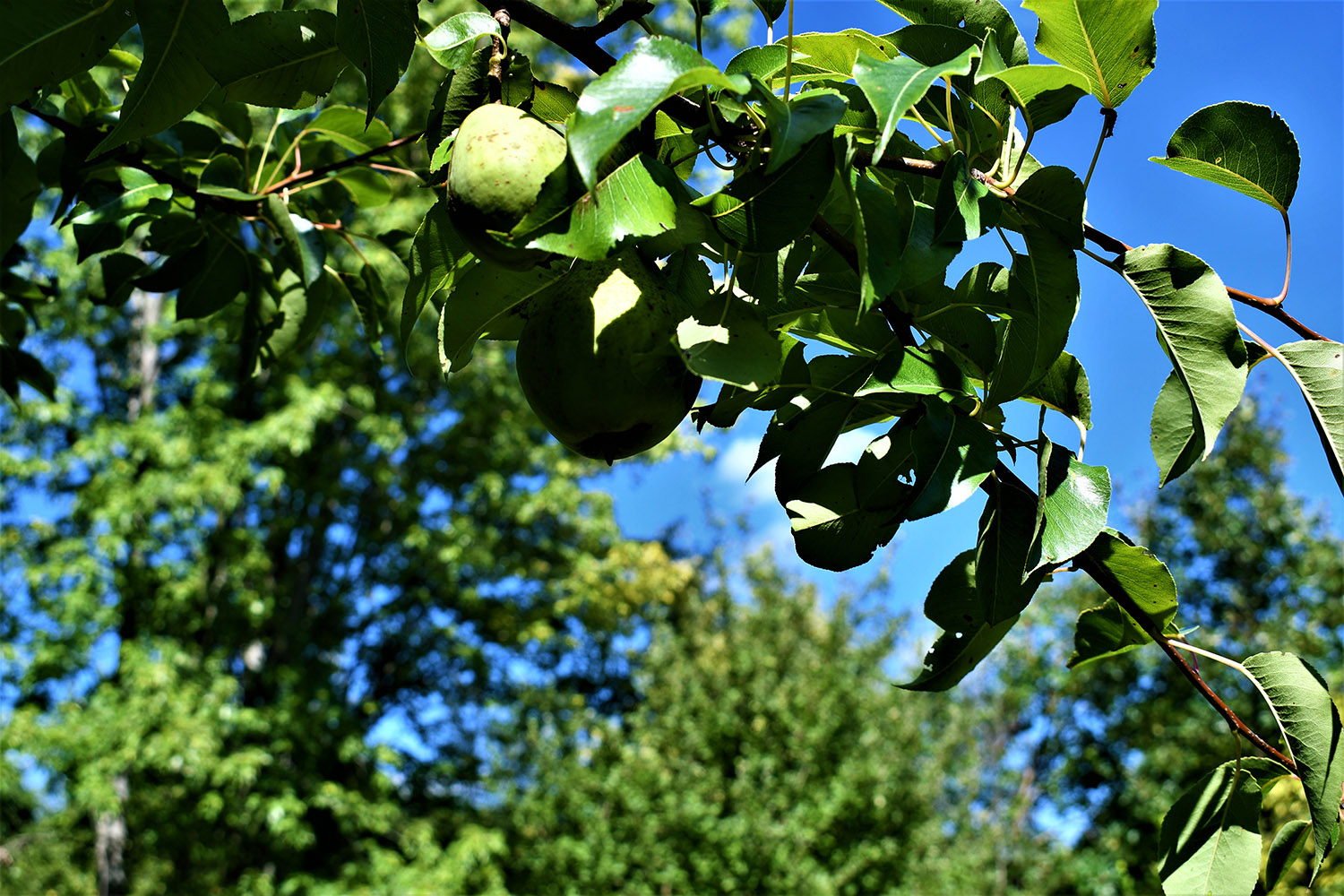 12farmland_real_estate