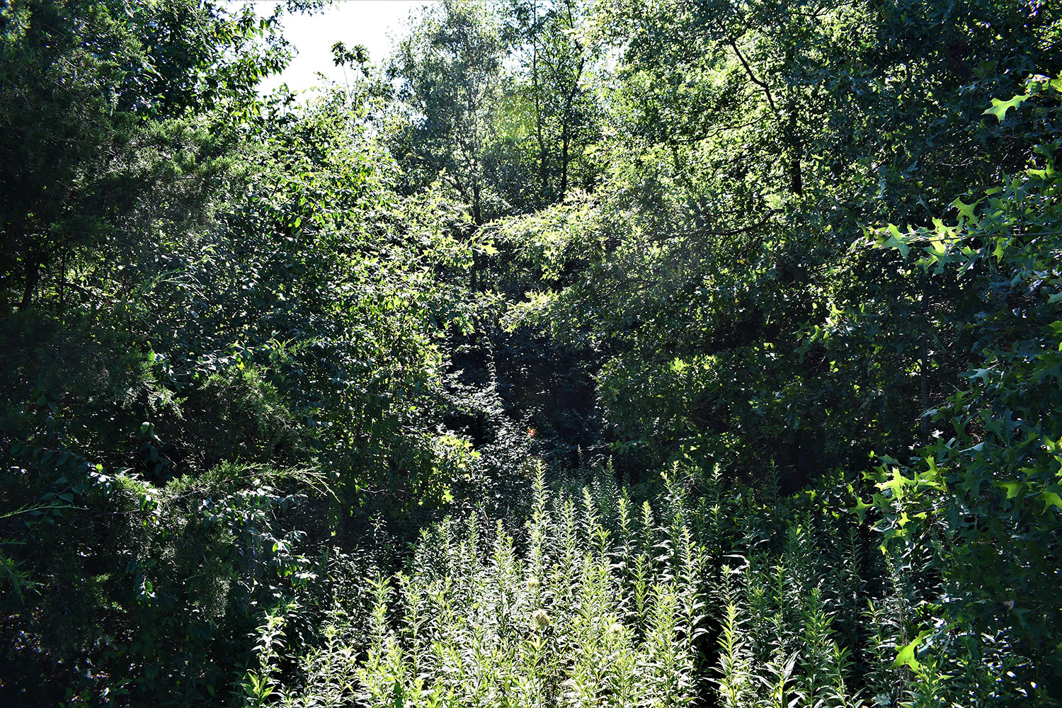 31farmland_real_estate