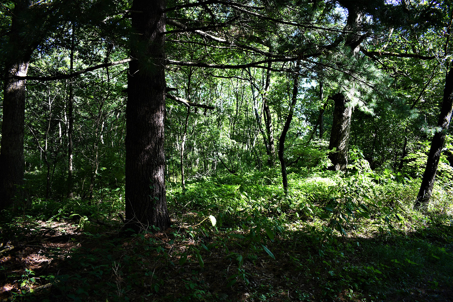 36farmland_real_estate