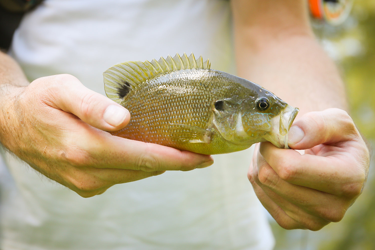 MA8A0098west_lafayette