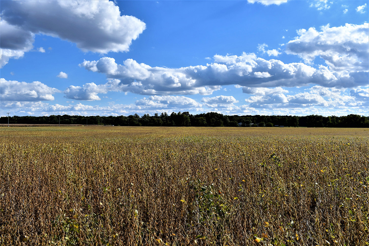 33white_county_indiana_auction