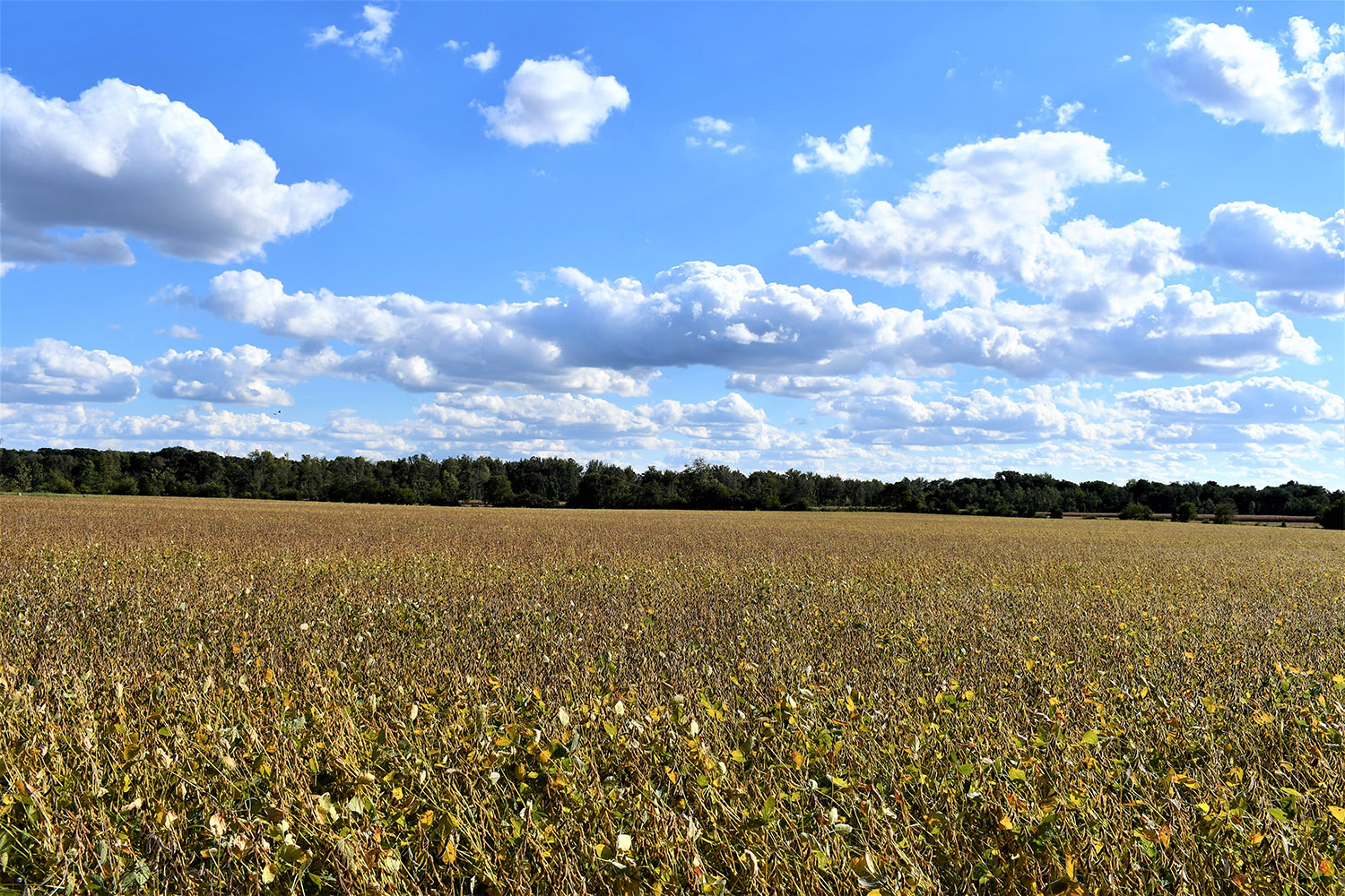 34white_county_indiana_auction