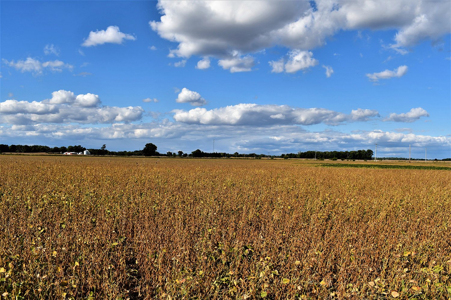 36white_county_indiana_auction