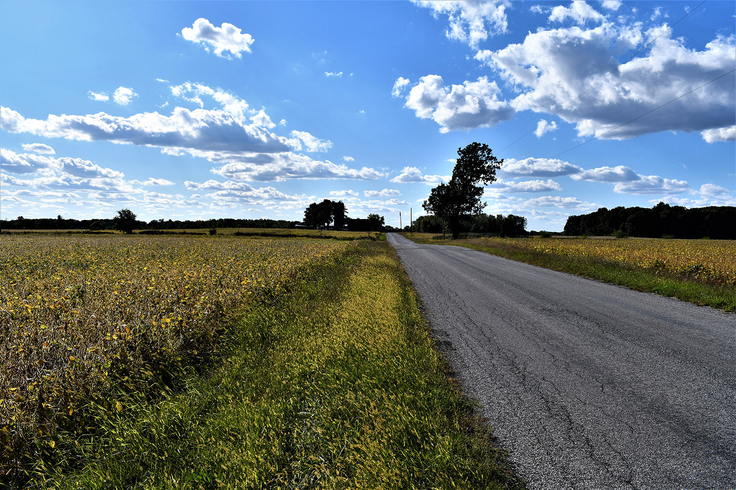 41white_county_indiana_auction