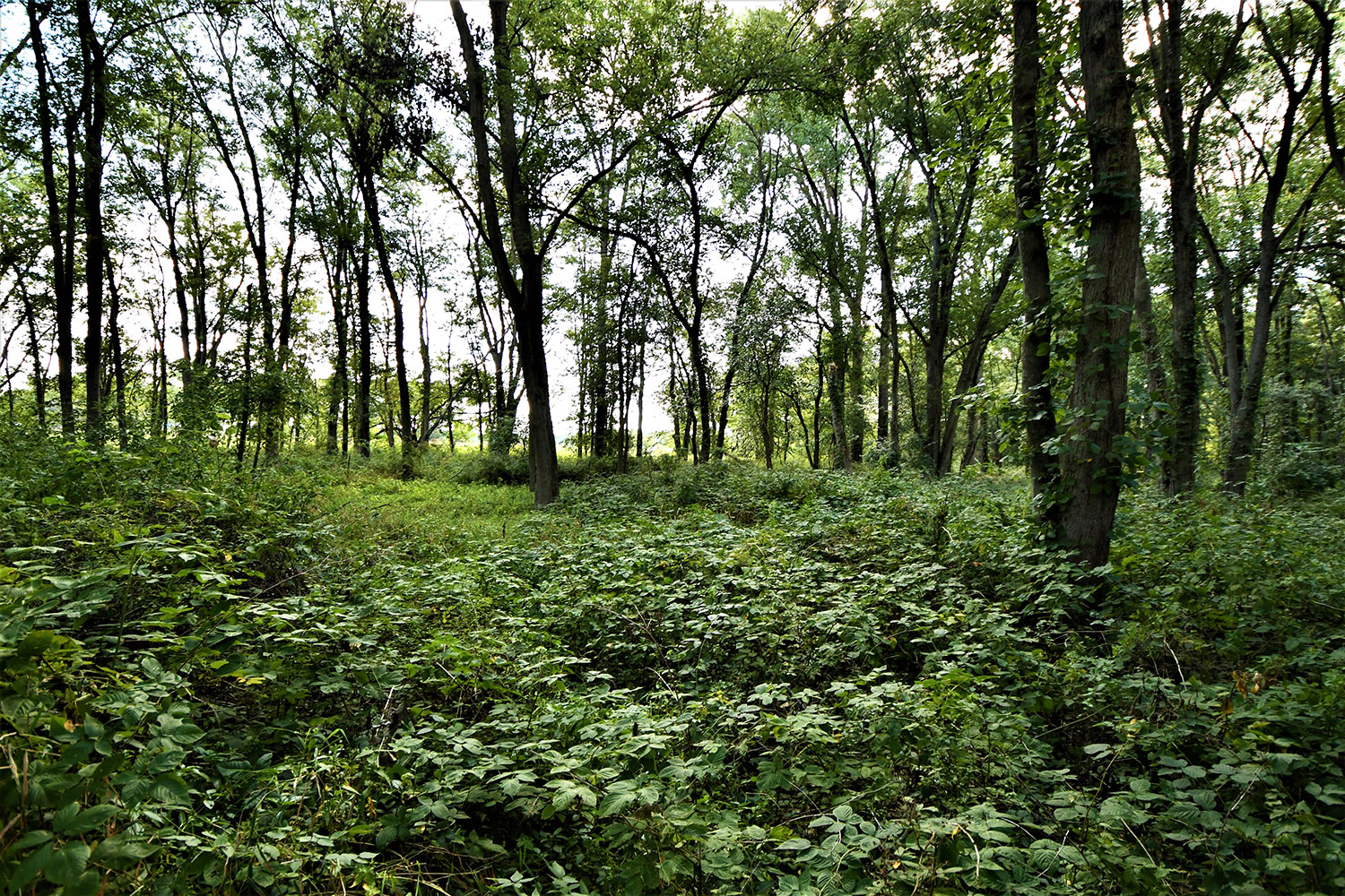 15_white_county_indiana