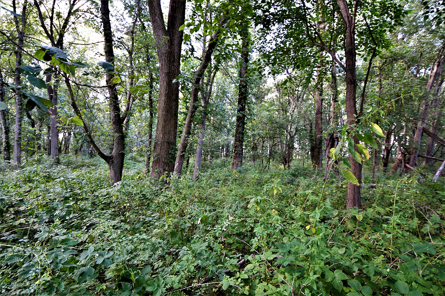 16_white_county_indiana