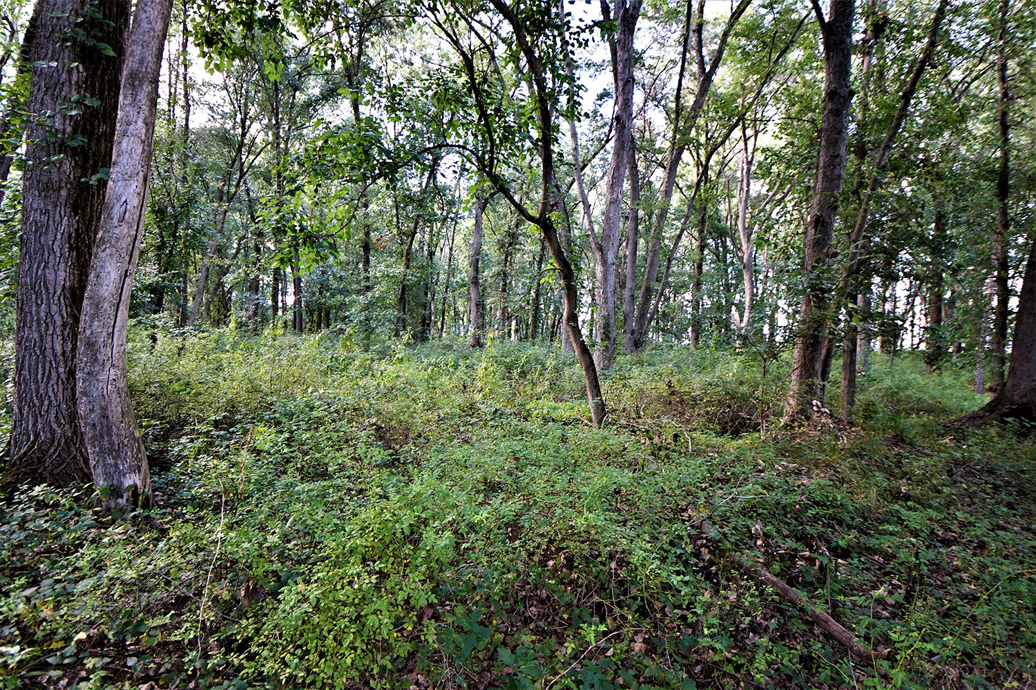 17_white_county_indiana