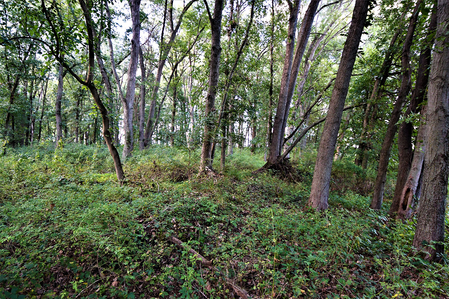 18_white_county_indiana