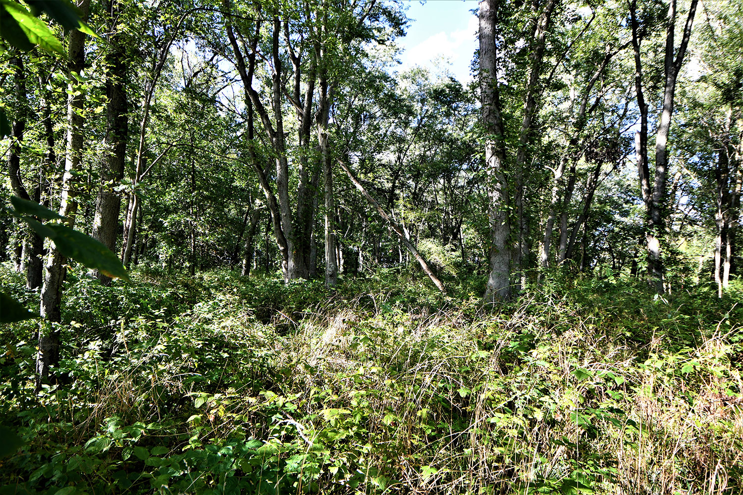 19_white_county_indiana