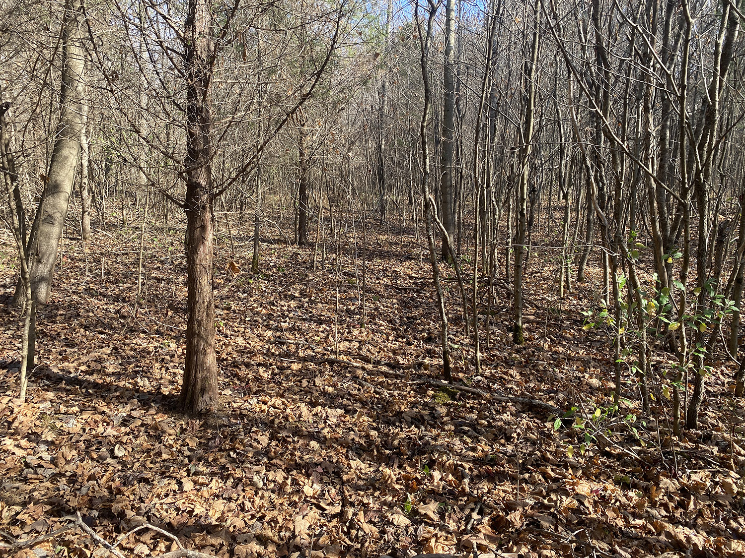 IMG_1744_monroe_county_land_for_sale