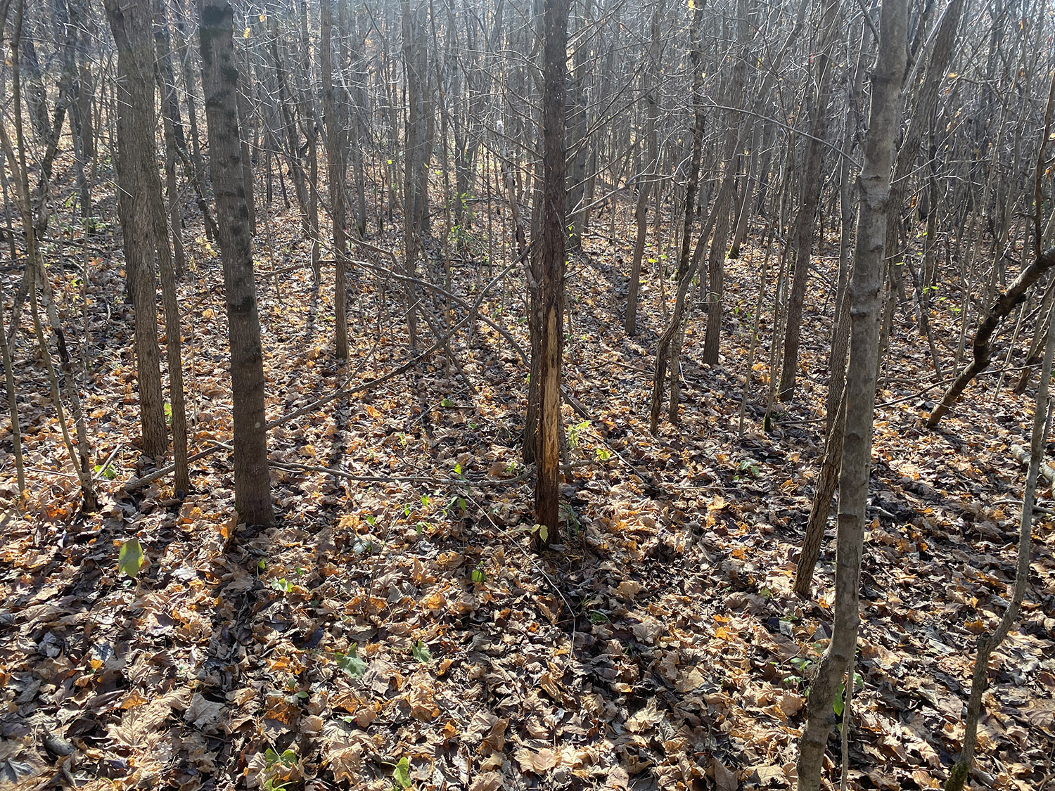 IMG_1745_monroe_county_land_for_sale