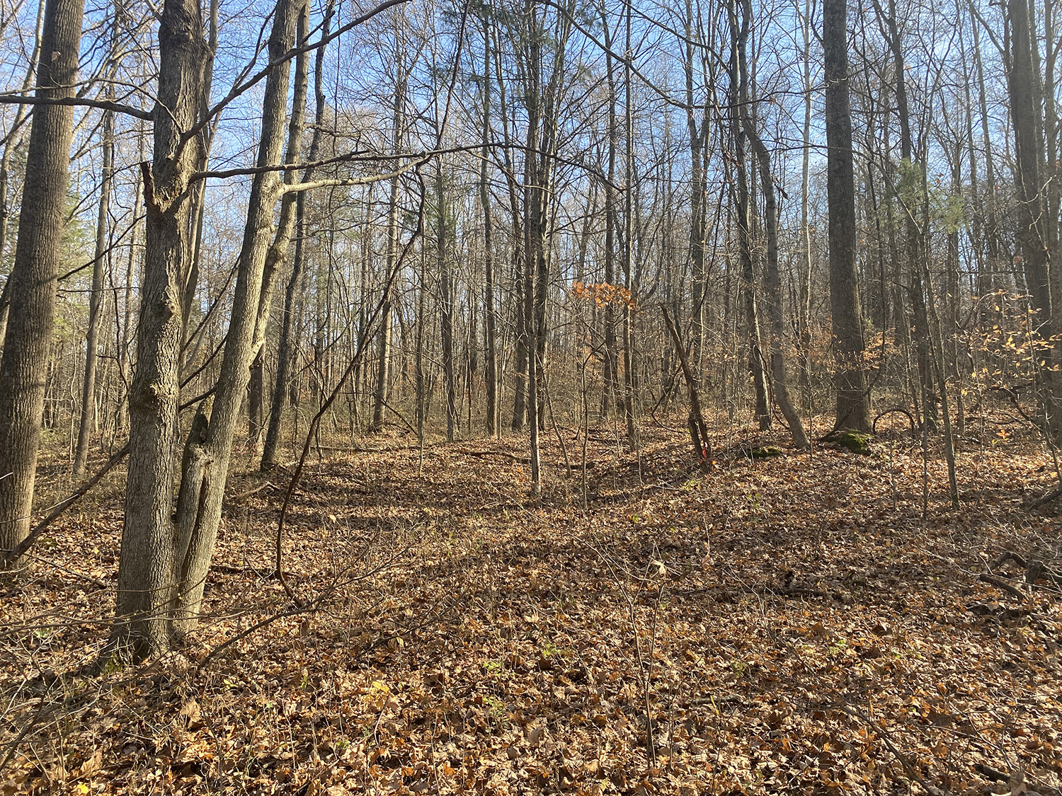 IMG_1746_monroe_county_land_for_sale