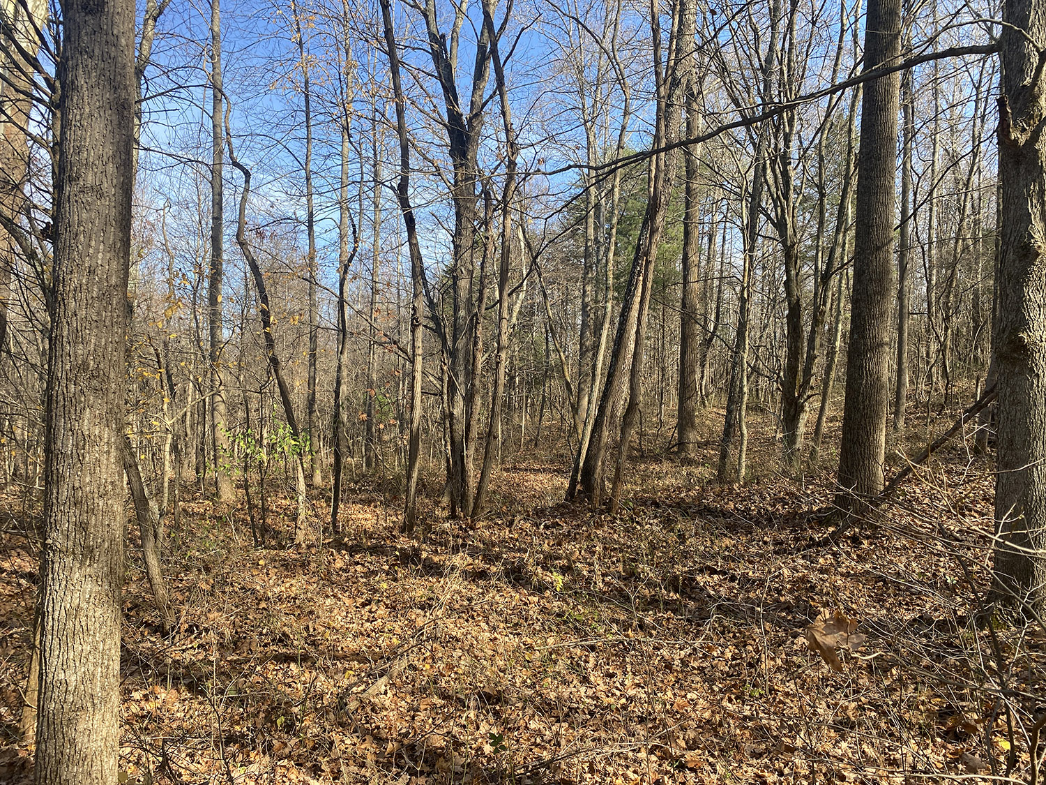 IMG_1747_monroe_county_land_for_sale