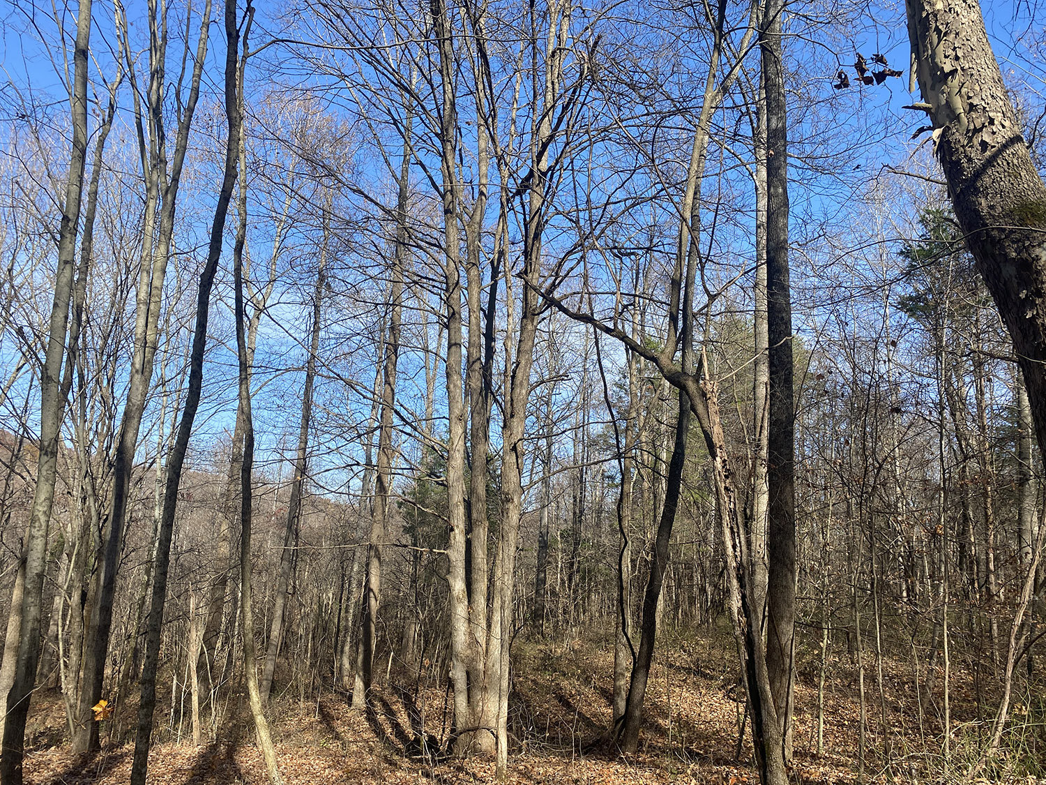 IMG_1748_monroe_county_land_for_sale